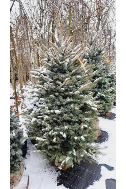 Ель колючая Кейбаб - ком30кг/вис.120-140см/Ø60-70см